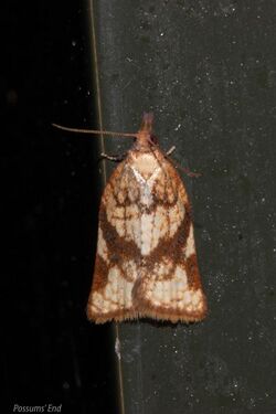 Catamacta gavisana 34186256.jpg