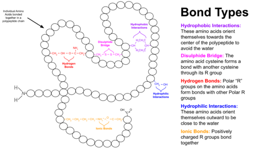 Tertiary Structure of a Protein