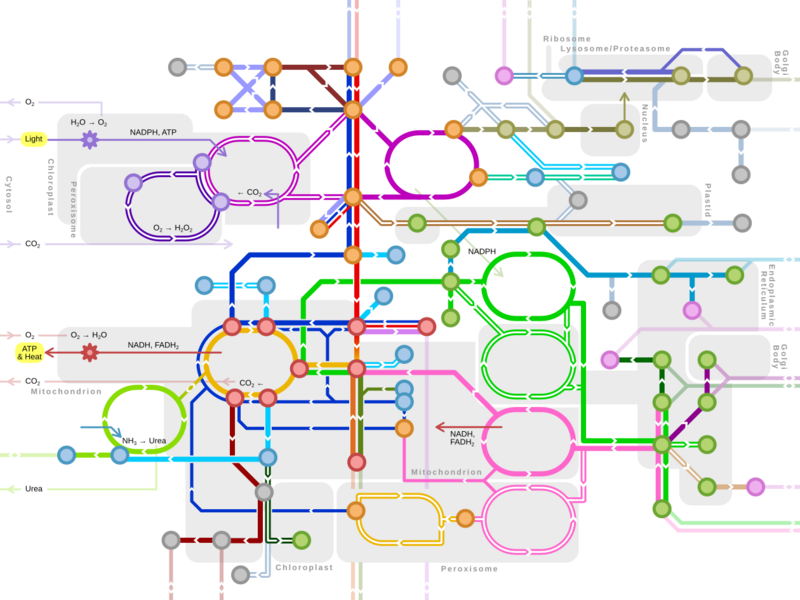 Metro-style map of major metabolic pathways