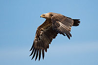 Steppe eagle.jpg