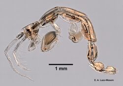 Caprella penantis (YPM IZ 102001) 004.jpeg