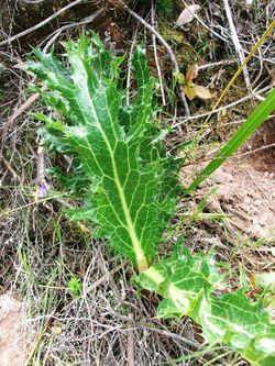 Lichtensteinia lacera Cape Fynbos - Cape Town 4.JPG
