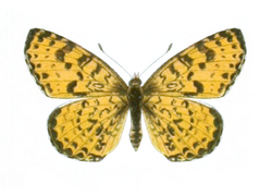 Melitaea didymoides pekinensis - Seitz.png