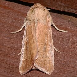 Leucania farcta roseola 04.jpg