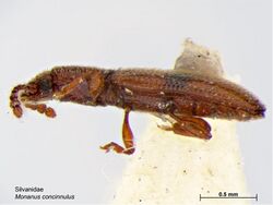 Monanus concinnulus.jpg