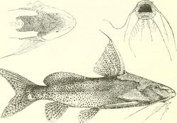 Synodontis melanostictus.jpg