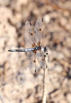 Libellula composita gaudettelaura 2371109.jpg