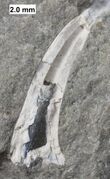 Tooth of the lobe-finned fish Onychodus from the Middle Devonian of Wisconsin
