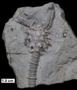 Melocrinites nodosus spinosus, a spiny, stalked crinoid from the Middle Devonian of Wisconsin