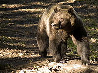 Brown bear1.jpg