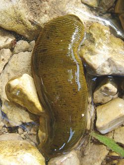 A Leech on stones