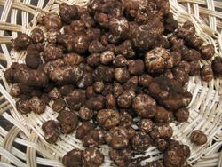 Tuber gibbosum 85547.jpg