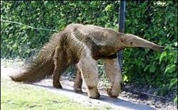 Giant anteater, Myrmecophaga tridactyla