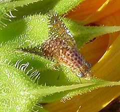 Paracanthacultaris.JPG