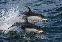 Pacificwhitesideddolphins swfsc.jpg
