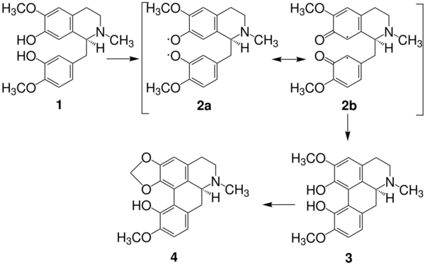 Biosynthese Aporphin-Alk. V7b.svg
