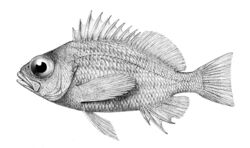 Lepidoperca inornata.jpg