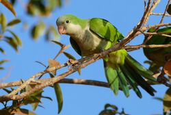 Monk Parakeet (Myiopsitta monachus) (28420470712).jpg