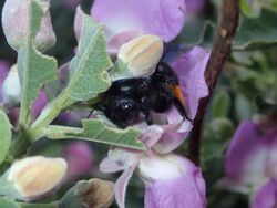 Xylocopa rufitarsis Betty's Bay.jpg