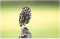 LittleOwl2.jpg