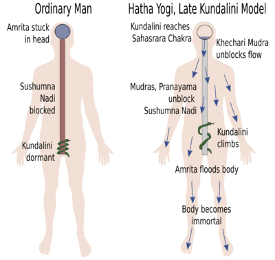 Late Kundalini model