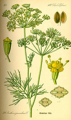 Illustration Anethum graveolens0.jpg