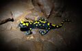 Salamandra infraimmaculata in israeli cave.jpg