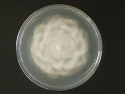 Phytophthora cryptogea.jpg