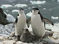 Chinstrap penguin 1.jpg