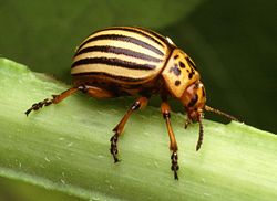 Colorado potato beetle