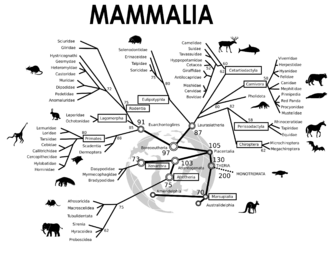 An evolutionary tree of mammals