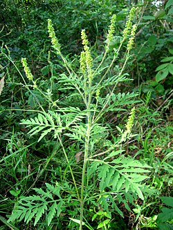 Ambrosia artemisiifolia 080908.JPG