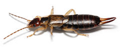 Common earwig, Forficula auricularia