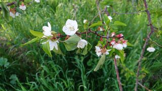 Apricot Blossom in Behbahan, Iran