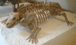 Diadectes phaseolinus.JPG