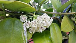 Hoya australis (23741638141).jpg