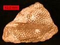 The heliolitid coral Protaraea richmondensis encrusting a gastropod; Cincinnatian (Upper Ordovician) of southeastern Indiana