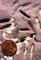 Petroxestes borings in an Ordovician hardground, southern Ohio[83]