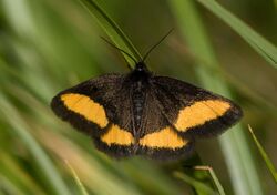 Psodos quadrifaria01.jpg