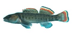 Etheostoma etowahae.jpg