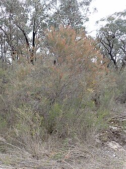 Allocasuarina brachystachya habit.jpg