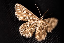 Пяденица Малая Пёстрая 1.jpg