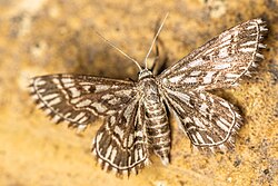 Пяденица Малая Пёстрая 2.jpg