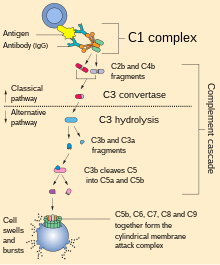 Complement pathway.svg