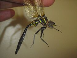 Somatochlora ensigera 13651121.jpg