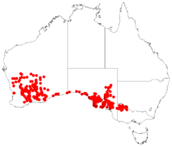 Asteridea athrixioidesDistA2.png