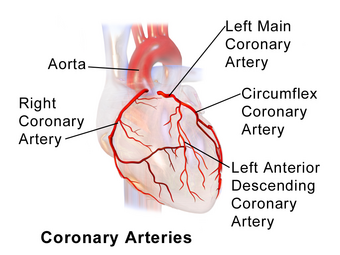 Blausen 0256 CoronaryArteries 02.png