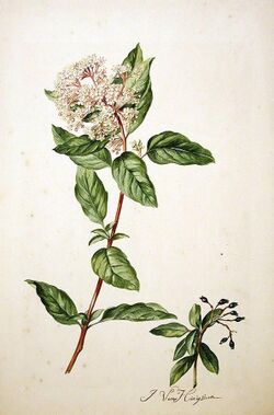 Viburnum tinus00.jpg
