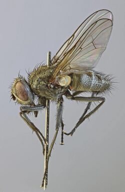 Villeneuvia aestuum, Harlech, North Wales, June 2012 2 (16614939908).jpg