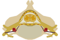 The spinal cord nested in the vertebral column.